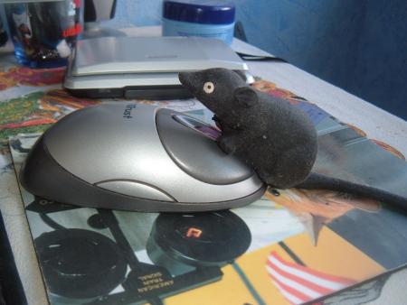 Souris